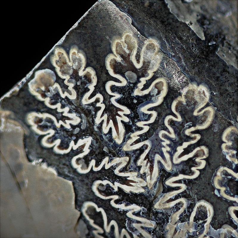 Devinette 34... ammonite , sutures de cloisons