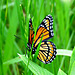 A Viceroy on its first day