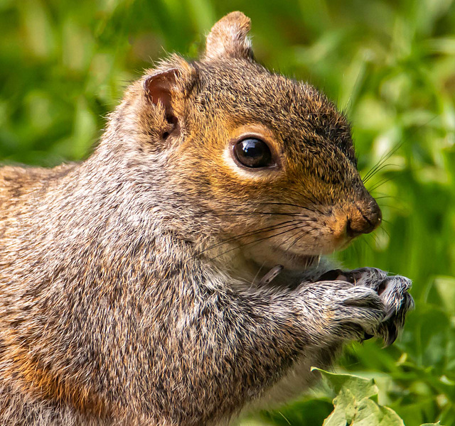 Squrrel in my garden