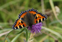 Small Tortoiseshell