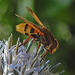 20210802 2342CPw [D~LIP] Hornissen-Schwebfliege (Volucella zonaria), Kugeldistel (Echinops babaticus), Bad Salzuflen