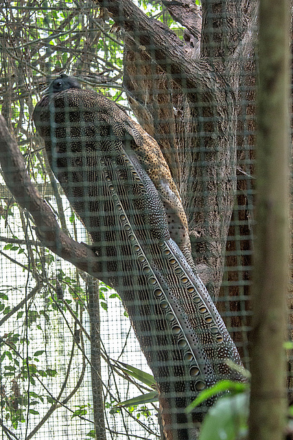 20140926 5440VRAw [D~SFA] Vogelpark, Walsrode