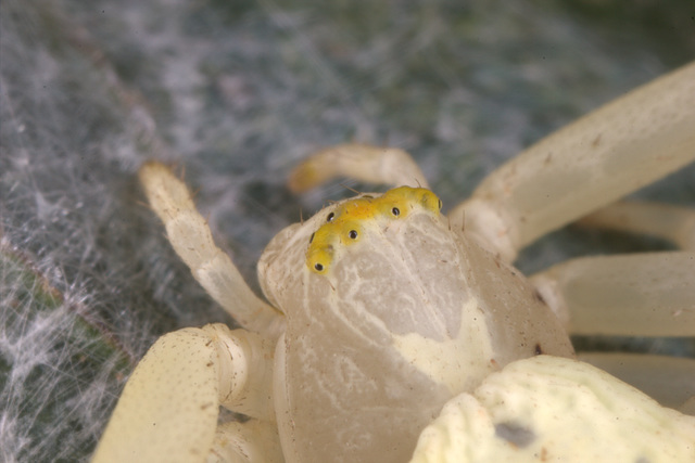 IMG 6542Crabspider