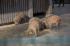 20160303 0110VRAw [D~BI] Wildschwein (Sus scrofa) Frischlinge, Tierpark Olderdissen, Bielefeld