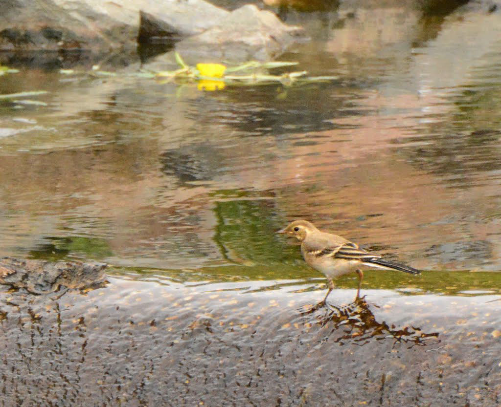 Bergeronnette des ruisseaux