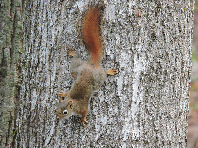 Red Squirrel