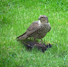 Sparrowhawk With Starling