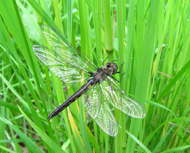 Beaverpond Baskettail