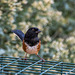 A pasterine songbird.6jpg