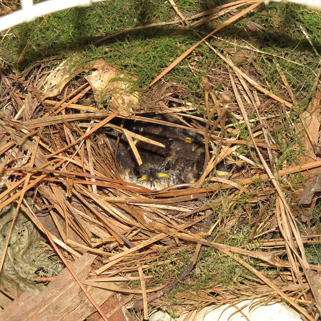 Baby wrens - 27 June 2020