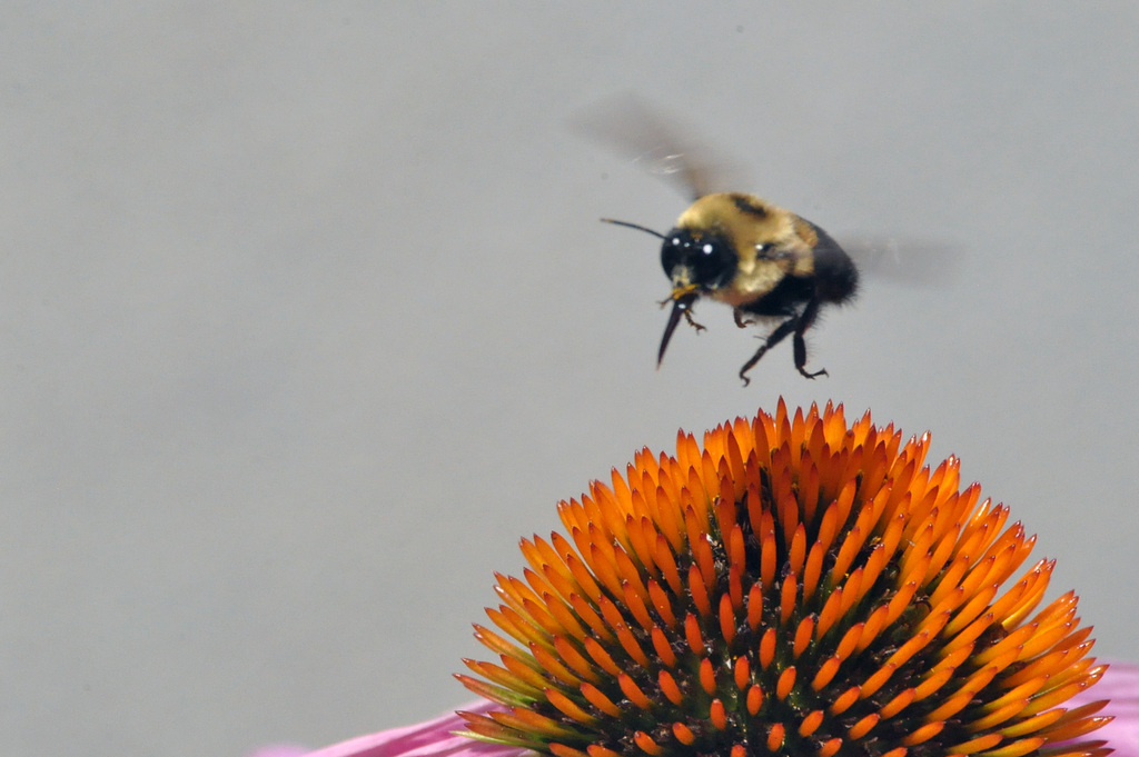 garden echinacea bee DSC 4249