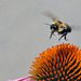garden echinacea bee DSC 4249