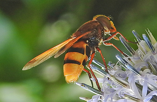 20210802 2343CPw [D~LIP] Hornissen-Schwebfliege (Volucella zonaria), Kugeldistel (Echinops babaticus), Bad Salzuflen