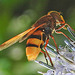 20210802 2343CPw [D~LIP] Hornissen-Schwebfliege (Volucella zonaria), Kugeldistel (Echinops babaticus), Bad Salzuflen