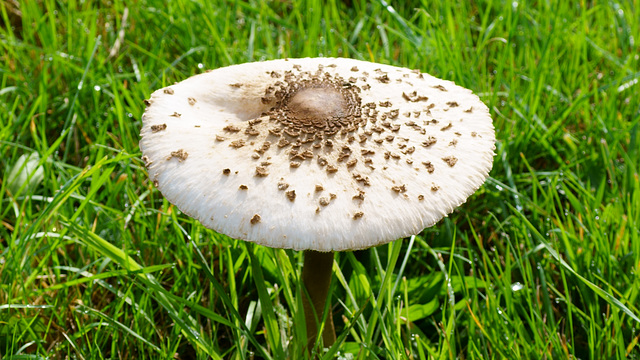 Parasol auf der Wiese an der Sieber