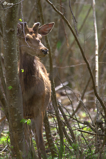 Cerf