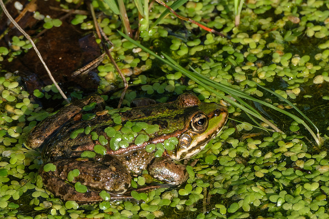 Französischer Frosch