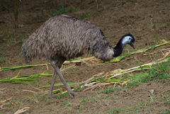 Précieux ! Précieux !