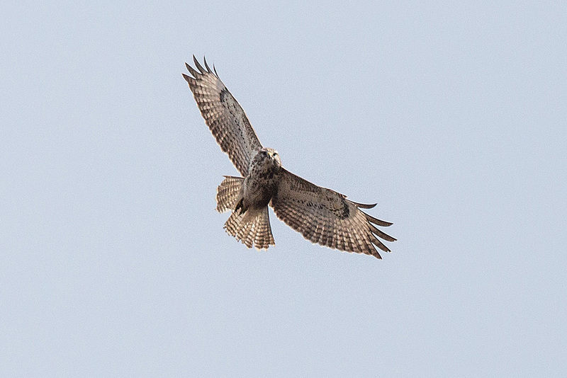 20150317 7495VRTw [D~SHG] Mäusebussard [JK] (Buteo buteo), Wesergebirge, Rinteln