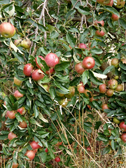 food foraging on Falls Road