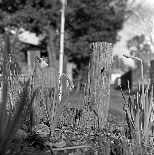 Spring by the road edge