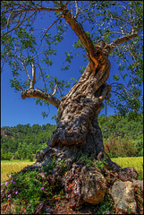 Alt wie ein Baum