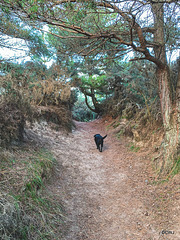 Track through the Findhorn Dunes