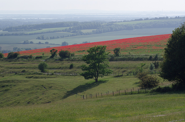 Poppy field