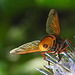 20210802 2344CPw [D~LIP] Hornissen-Schwebfliege (Volucella zonaria), Kugeldistel (Echinops babaticus), Bad Salzuflen