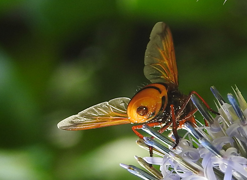 20210802 2344CPw [D~LIP] Hornissen-Schwebfliege (Volucella zonaria), Kugeldistel (Echinops babaticus), Bad Salzuflen