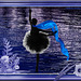 "Swan lake -  "Where are the swans ?...... - In the Bolchoï.... -