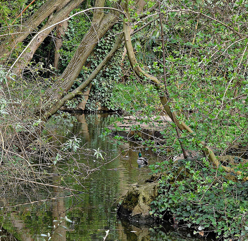 New River Walk with a duck