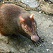 Agouti, Asa Wright, Trinidad