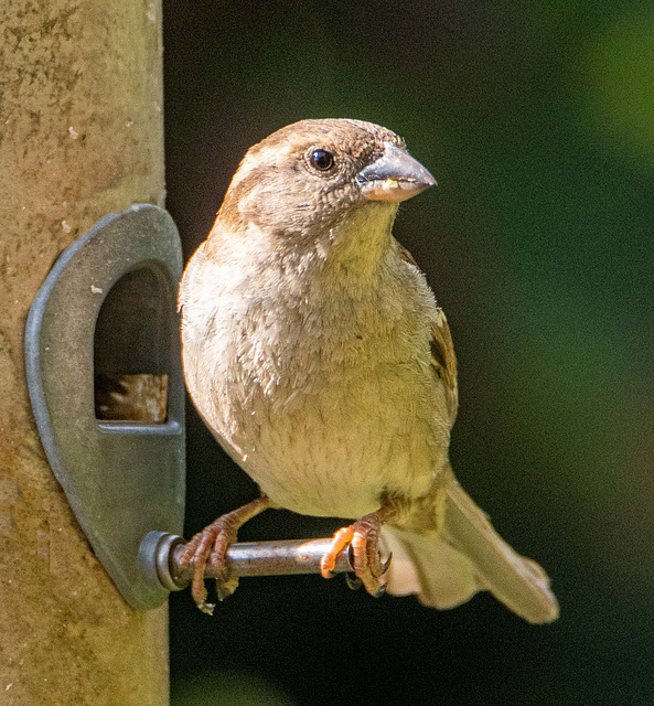 Sparrow