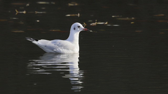 Mouette