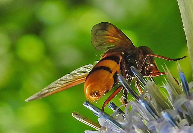 20210802 2345CPw [D~LIP] Hornissen-Schwebfliege (Volucella zonaria), Kugeldistel (Echinops babaticus), Bad Salzuflen