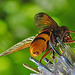 20210802 2345CPw [D~LIP] Hornissen-Schwebfliege (Volucella zonaria), Kugeldistel (Echinops babaticus), Bad Salzuflen