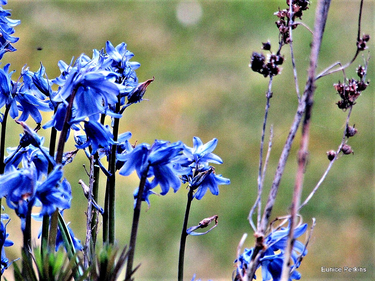 A Beautiful Blue.