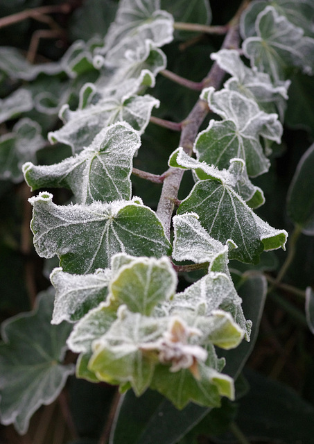 Frosty ivy