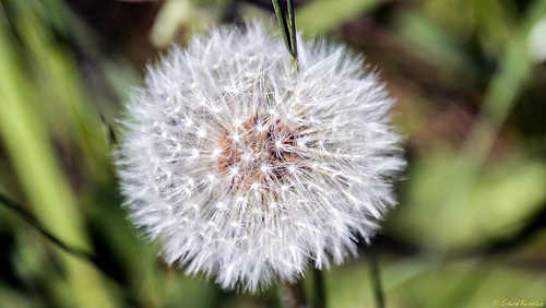 Pusteblume (PiP)