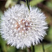 Pusteblume (PiP)