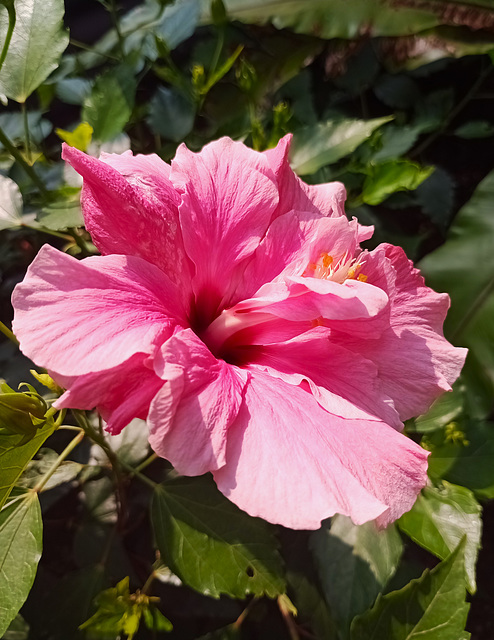 Pink Hibiscus, Liverpool Palm House.