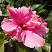 Pink Hibiscus, Liverpool Palm House.