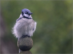 Bluejay abiding