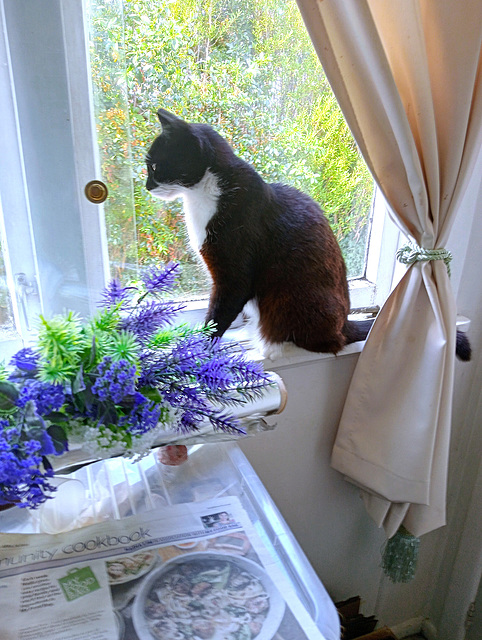 Milo On The Window Sill.