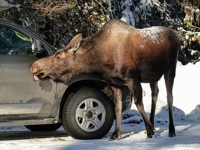 Another car gets a licking