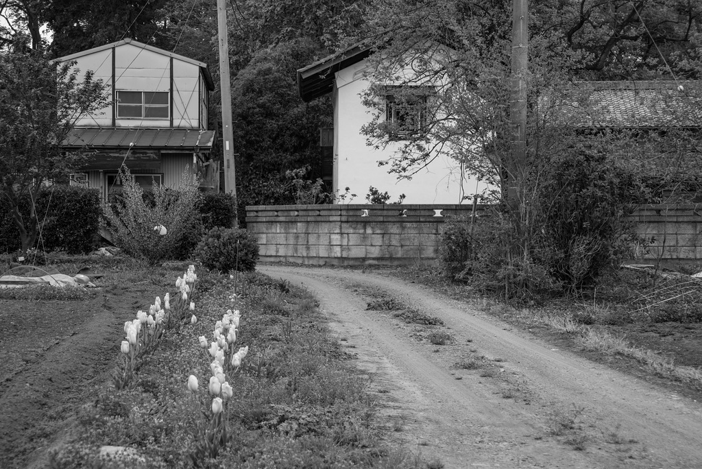 Driveway with tulips