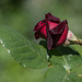 rose Black Bacarat