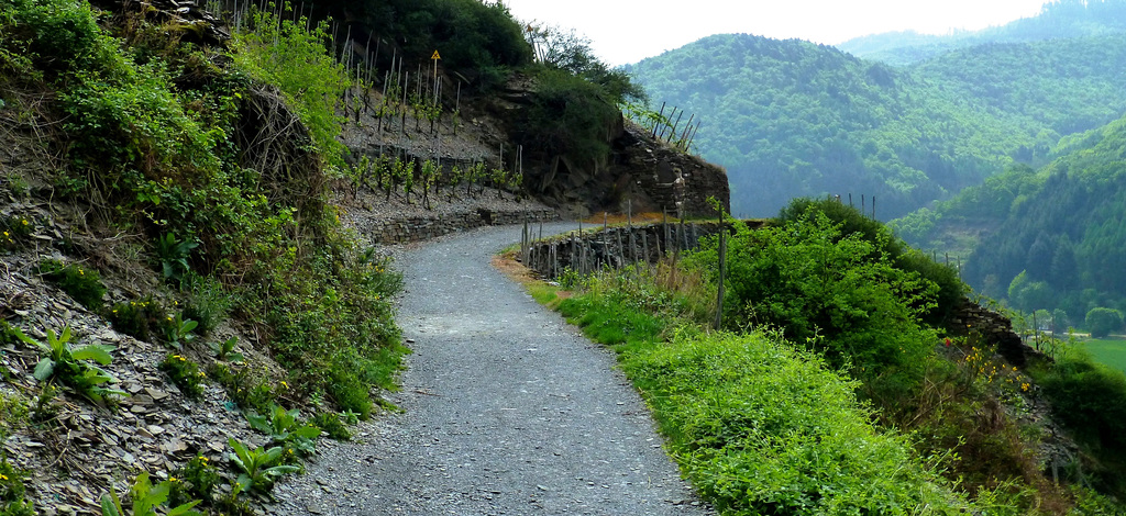 DE - Mayschoß - On the red wine trail