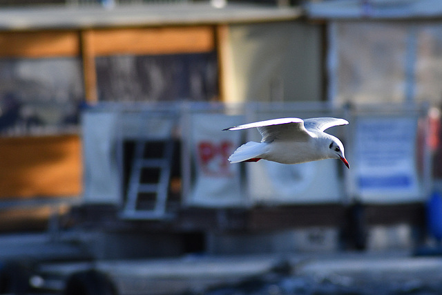 Möwe im Abflug